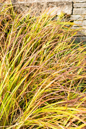 Saint Gallen, Switzerland, October 19, 2025 Iris Graminea or grass leaved iris plant at the...