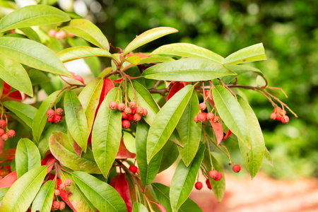 Saint Gallen, Switzerland, October 19, 2025 Photinia Davidiana or chinese photinia plant at the botanical gardenの写真素材