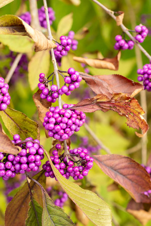Saint Gallen, Switzerland, October 19, 2025 Callicarpa Bodinieri var Giraldii or bodiniers beautyberry plant at the botanical gardenの写真素材