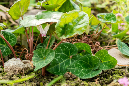 Saint Gallen, Switzerland, October 19, 2025 Cyclamen Africanum plant at the botanical gardenの写真素材
