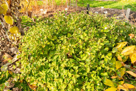 Saint Gallen, Switzerland, October 29, 2025 Houttuynia Cordata or fish mint plant at the botanical...