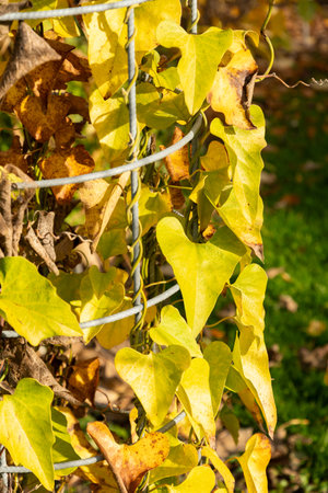 Saint Gallen, Switzerland, October 29, 2025 Aristolochia Kaempferi plant at the botanical garden