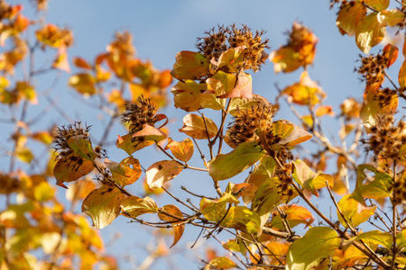 Saint Gallen, Switzerland, October 29, 2025 Kolkwitzia Amabilis or beauty bush plant at the botanical gardenの写真素材