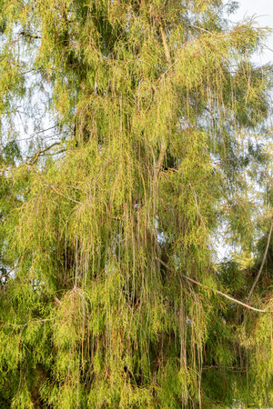 Saint Gallen, Switzerland, October 29, 2025 Thuja Occidentalis Filiformis or northern white cedar plant at the botanical gardenの写真素材