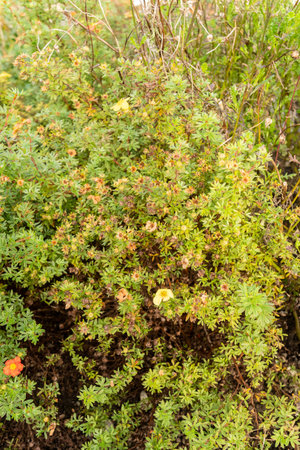 Saint Gallen, Switzerland, October 29, 2025 Dasiphora Fruticosa or tundra rose plant at the botanical gardenの写真素材