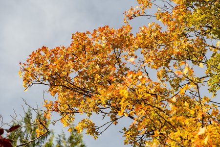 Saint Gallen, Switzerland, October 29, 2025 Acer Monspessulanum or Montpellier maple plant at the...