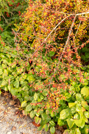 Saint Gallen, Switzerland, October 29, 2025 Berberis Thunbergii or japanese barberry plant at the...