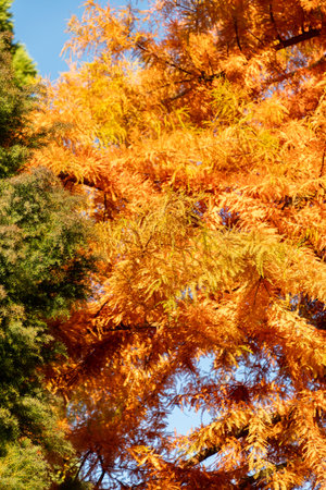Saint Gallen, Switzerland, November 3, 2025 Taxodium Distichum or bald cypress plant at the...