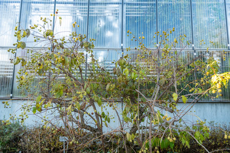 Saint Gallen, Switzerland, November 3, 2025 Cephalanthus Occidentalis or button bush plant at the botanical gardenの写真素材