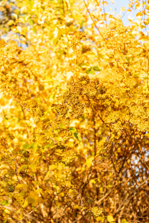 Saint Gallen, Switzerland, November 3, 2025 Physocarpus Opulifolius or common ninebark plant at the botanical gardenの写真素材