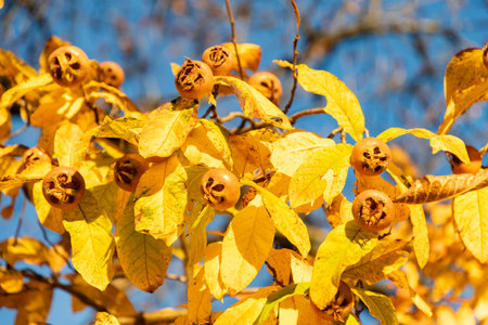 Saint Gallen, Switzerland, November 3, 2025 Mespilus Germanica or common medlar plant at the botanical gardenの写真素材