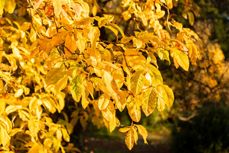 Saint Gallen, Switzerland, November 3, 2025 Mespilus Germanica or common medlar plant at the...