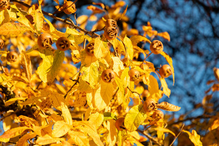 Saint Gallen, Switzerland, November 3, 2025 Mespilus Germanica or common medlar plant at the...