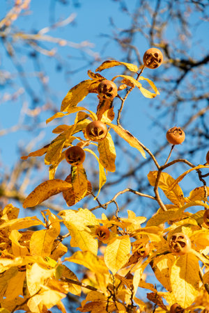 Saint Gallen, Switzerland, November 3, 2025 Mespilus Germanica or common medlar plant at the...