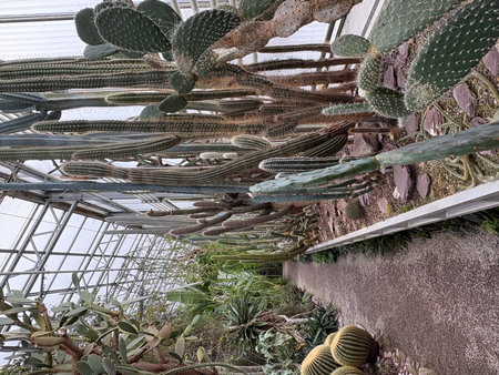 Saint Gallen, Switzerland, November 22, 2025 Different tropical plants are exhibited at the botanical gardenの写真素材