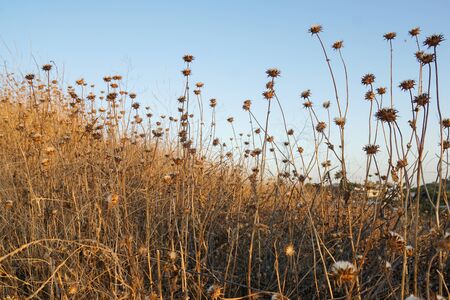 A hillside covered with flowering dry brushの写真素材
