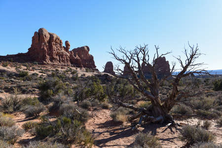 Dead brush in front of a rock formation in Utah's famous Arches National Parkの写真素材