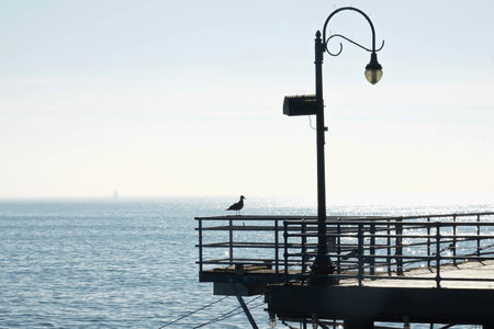 Silhouette of a seagull perched on top of a safety rail on the Santa Monica pier.の写真素材