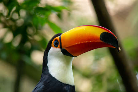 A colorful toucan from Colombia