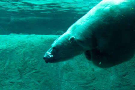 A cute swimming polar bearの写真素材