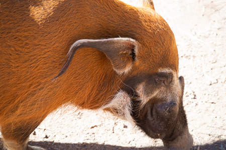 Red River boar at the Cheyenne Mountain Zoo in Colorado Springs, Coloradoの写真素材