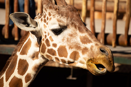 Closeup of adult giraffe at Cheyenne Mountain Zoo in Colorado Springs, Coloradoの写真素材