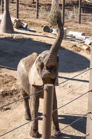 Young elephant feeding at Cheyenne Mountain zoo in Colorado Springs, Coloradoの写真素材