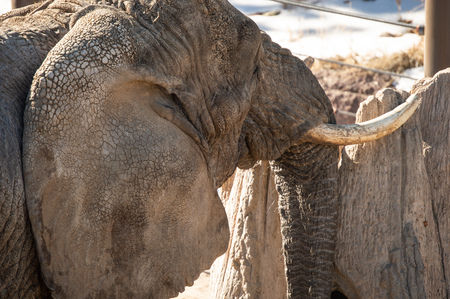 Captive African elephant with tusks at Cheyenne Mountain Zoo in Colorado Springs, Coloradoの写真素材