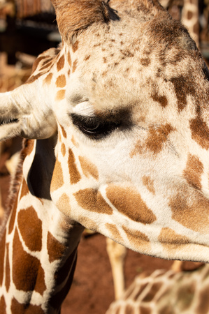 Closeup of adult giraffe at Cheyenne Mountain Zoo in Colorado Springs, Coloradoの写真素材