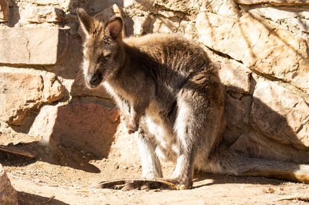 Lone wallaby keeping warm in the sun on a winter dayの写真素材