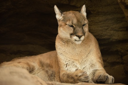 Mountain lion resting on rock in Colorado Springs, Colorado zooの写真素材
