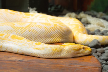 Albino yellow and white python in captivity sunning at zoo in Colorado Springs, Colorado