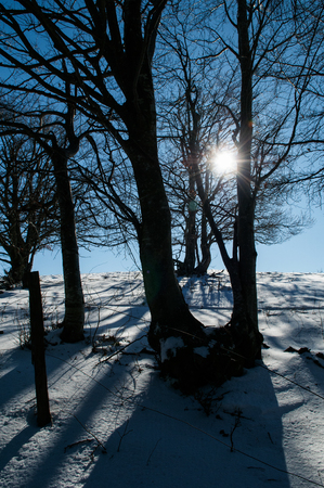 Sun shinning through naked tree branches in winter landscapeの写真素材