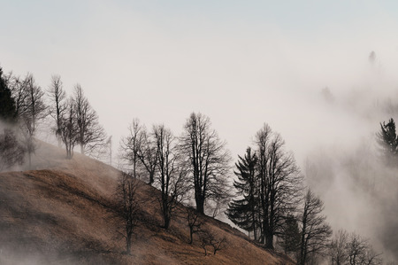 Foggy tree slope in the winterの写真素材