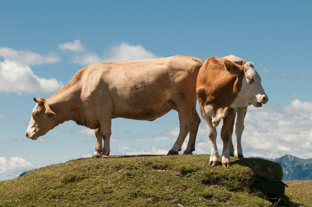 Simmental ox and cow on top of the hillの写真素材