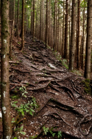 Mysterious forest path with tree rootsの写真素材