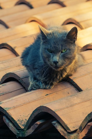 Black cat on the roof with ceramic tilesの写真素材