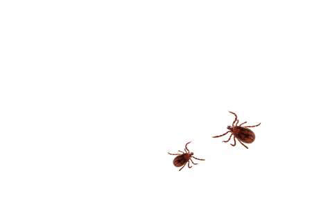 Two dog ticks isolated on white background, Ixodes ricinusの写真素材