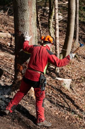 Forestry worker hammering a wedge into a spruce tree with hookaroon