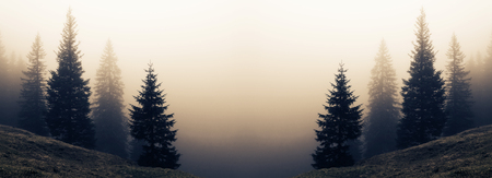 Reflected image of autumnal grassy hillside of spruce trees diminishing in dense fogの写真素材