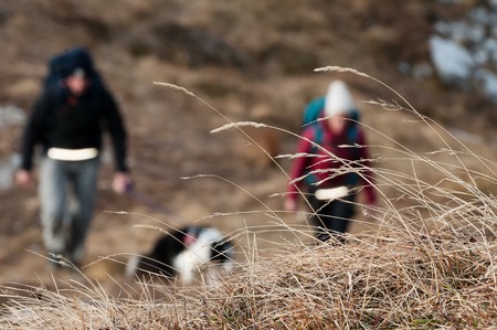 Closeup of dry grass awns and unrecognizable young couple with dog visible in background hiking in the mountains. Hiking, mountaineering, adventure and couples concepts.の写真素材