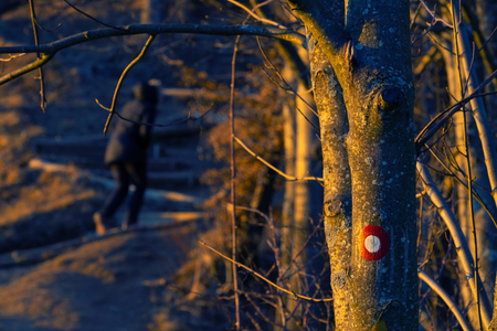 Red and white circular trail marking on beech tree trunk with female hiker visible in background during golden hour. Hiking, orientation and nature concepts.の写真素材