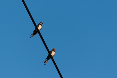 Two adult swallows sitting on electric wire with blue sky in background. Freedom, ornithology and couples concepts.の写真素材