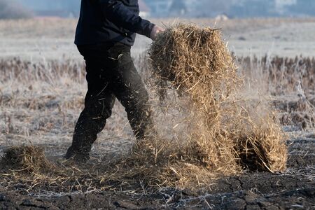 Man working on the field carrying the straw for covering the ground using pitchfork to keep the...