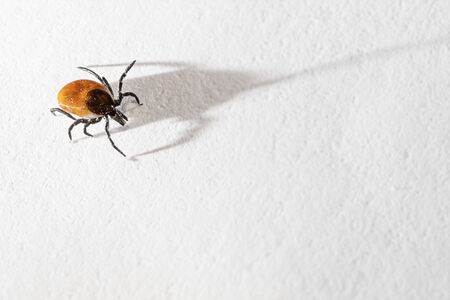 Closeup of engorged dog tick casting long shadow isolated on white background. Parasites, encephalitis, lyme disease, vaccination and health concepts.の写真素材