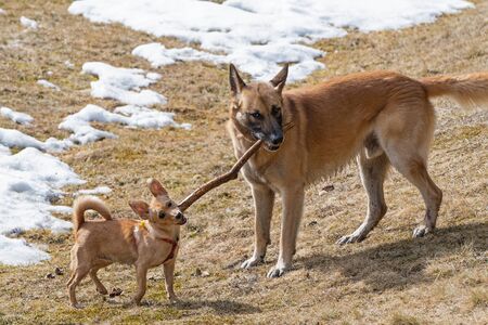 Two dogs, rat terrier and malinois belgian sheepdog, playing with wooden stick in dry grass meadow....