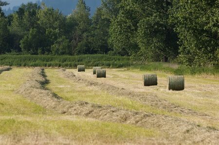Field with mowed hay and bales in the countryside on a sunny day. Agriculture, farming and...