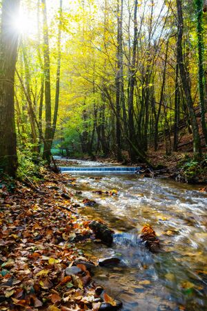 Beautiful stream in autumn forest with radiant sunlight shining through tree branches. Nature backgrounds, seasons, environment and ecology concepts.の写真素材