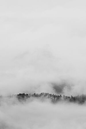 Pine treetops emerging form fog on a mysterious autumn morning. Environment, ecology, climate change and sustainability concepts.の写真素材