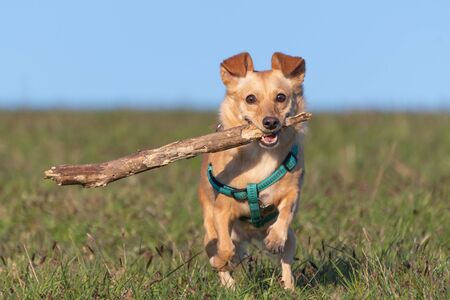 Cute little dog with green harness running with a wooden stick in its mouth on meadow grass. Pets,...